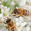 Bees on a flower